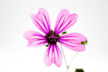 Fiore viola.