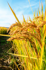 Ripe rice field and sky landscape on the farm