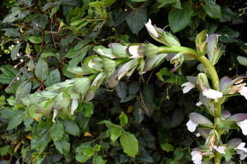 cactus flower