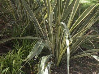 Planta en un jardín dentro de una ciudad, 
