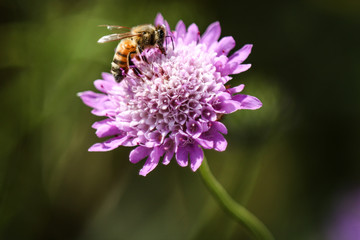 Ape sul fiore.