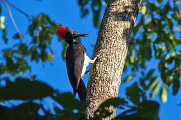 White-bellied woodpecker