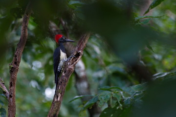 White-bellied woodpecker