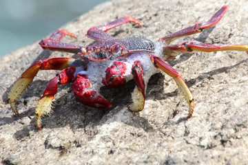 rote_Klippenkrabbe