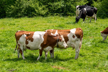 Fototapeta na wymiar herd of cows in a field