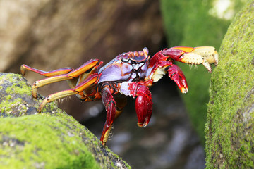 rote_Klippenkrabbe