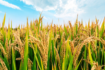 Obraz premium Ripe rice field and sky landscape on the farm