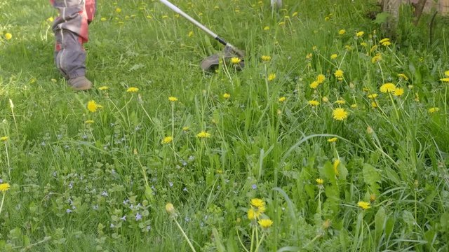 Gardener mows grass on lawn with trimmer. weed and dandelion flowers fall cropped by gas mower.
