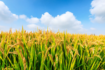 Ripe rice field and sky landscape on the farm