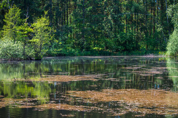 Obraz premium lake in the forest