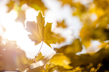 Autumn background-yellow maple leaves in the city Park 