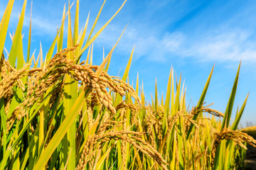 Naklejka premium Ripe rice field and sky landscape on the farm