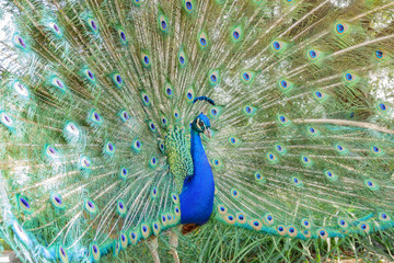 Male peacock showing it's color fan