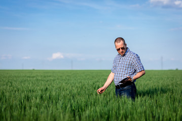 Naklejka na ściany i meble Farmer standing in field holding tablet in his hand and examining wheat crop. 