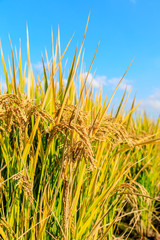 Ripe rice field and sky landscape on the farm
