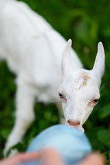 Obraz premium Little baby goat drinking bottled milk in a children's farm