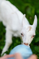 Little baby goat drinking bottled milk in a children's farm