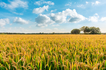 Ripe rice field and sky landscape on the farm