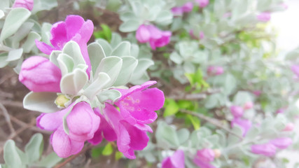 Close up pink bright flowers on blurry green background.