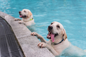 Two Labrador Retrievers kneeling by the pool