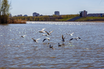 beautiful white seagulls fly over the city river
