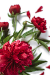 Flowers composition. Red peonies flowers on white background. Flat lay, top view mock up. Summer concept.