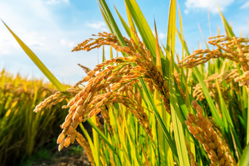 Ripe rice field and sky landscape on the farm