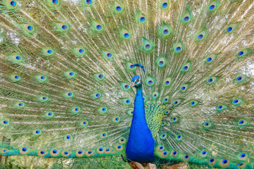 Obraz premium Male peacock showing it's color fan