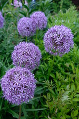 Purple bulbs of Flowering Onion (Allium 'Gladiator')