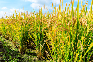 Ripe rice field and sky landscape on the farm
