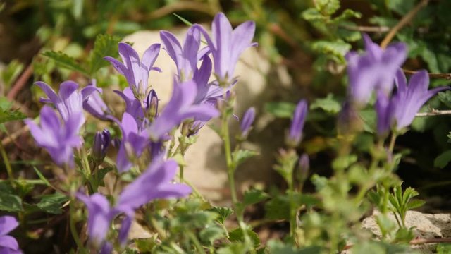 eine Gartensch&ouml;nheit, die das Mauerwerk oder Gestein mag und sich dort wohl f&uuml;hlt und verbreitet, der Enzian