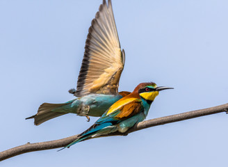 Golden bee-eaters.