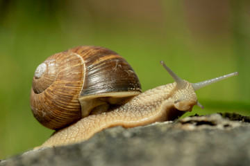 Weinbergschnecke,Helix Pomatia, im Garten, weit ausgestreckte Fühler, Gehäustragend auf Kriechfuß