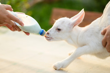 little goat in the hands of a veterinarian to feed in outdoor. animal care. 