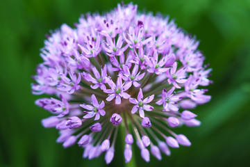 Close up of the blooming purple ornamental onion (Allium hollandicum)