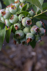 Immature blueberries