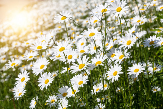 Bl&uuml;hende Margeritenwiese (Leucanthemum) mit Sonne
