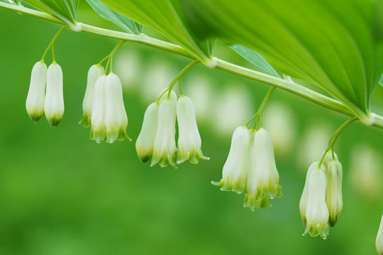 Green floral background. Eurasian Solomon's seal plant Polygonatum multiflorum with flowers and green leaves