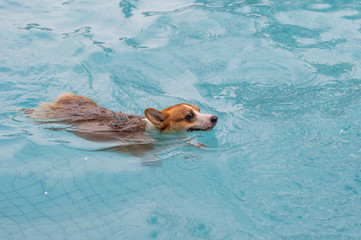 Corgi dog playing in the pool