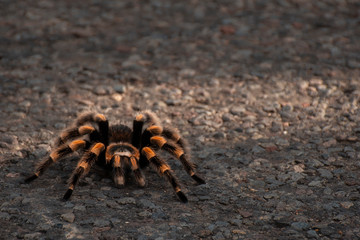 Tarantula in the road 