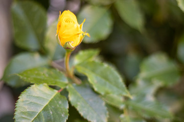 Gelbe Rosenknospe