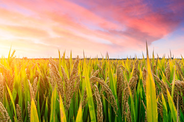 Ripe rice field and sky background at sunset time with sun rays