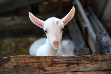 a white baby goat. Beautiful cute baby goat kid
