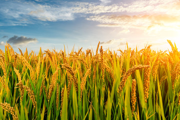 Ripe rice field and sky background at sunset time with sun rays