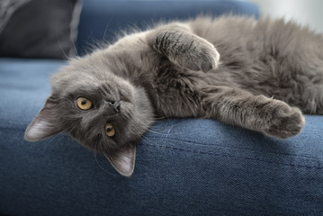 Gray cat Nebelung cat is lying on the sofa at home.