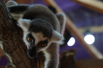 Obraz premium ring tailed lemur