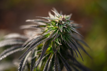 Fototapeta premium cannabis harvest time marijuana Feminized Seeds