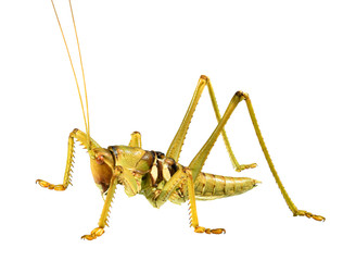 Saga (bush cricket or katydid), Saga ephippigera syriaca (Orthoptera: Tettigoniidae), isolated on a white background 