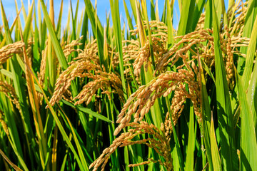 Ripe rice field on the farm