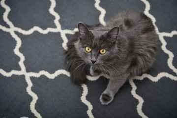 Gray cat Nebelung is sitting on carpet at home.